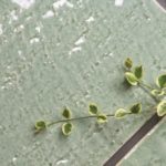 タイルのことをもっと知ろう! ～釉薬について～